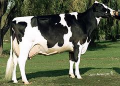 Hanover Hill Tony Rae Ex 96 GMD DOM 5 SBC