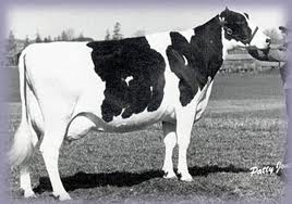 Glenridge Citation Roxy EX 97 GMD